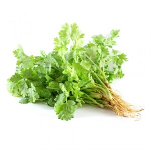 Fresh Coriander