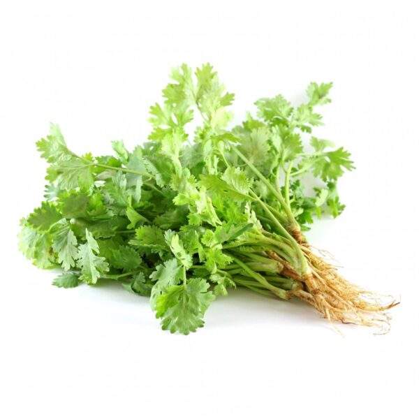 Fresh Coriander