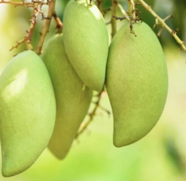 Sour green mango 200g